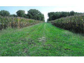 Tract 2_Entrance to East Field over Railroad Tracts - 299.26+/- Acres Offered in 2 Tract Land Auction